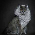 Welcome To Maine Ideal Cat Nation