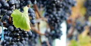 Decouvrez Le Cepage Teroldego Vins Du Monde Raisins Cepages