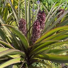 Image result for Eucomis