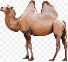 الجمل البكتري الجمل الكاكي الجمل Image تنسيقات الملفات والحيوانات Png