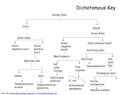 Dichotomous Key For Cereus Bacillus College Paper Sample