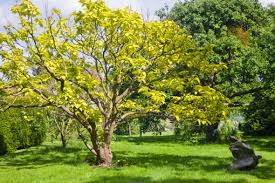 Growing trees can be an extremely rewarding experience. Six Of The Best Trees For Clay Soils Express Co Uk