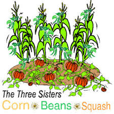 Submitted by the editors on may 29. The Three Sisters Garden Gardening Austin