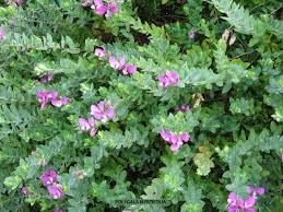 Image result for Polygala myriantha