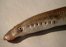 Juni warten muss, liegt an vorgaben des wasserwirtschaftsamtes. Managementplane Zum Schutz Von Neunaugen