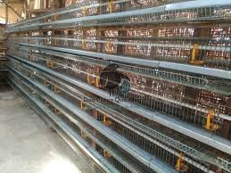 Check spelling or type a new query. Menyediakan Kandang Burung Puyuh Dua Putra Quail Farm Sentra Bibit Puyuh Petelur