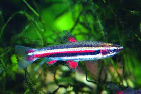 Нанностомус маргинатус родом из гвианы. Nannostomus Marginatus Aqualog De