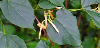 Image result for Alangium chinense