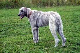 Big Dream Irish Wolfhounds Wolfhound Irish Wolfhound Irish Wolfhound Puppies
