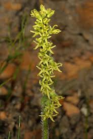 Image result for Holothrix tridactylites