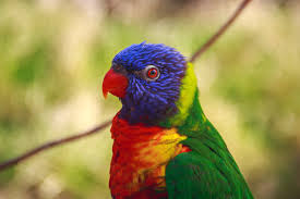 We did not find results for: Exotic Animals As Pets Peta