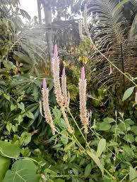 Image result for Uraria