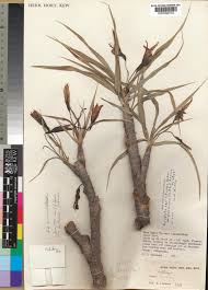 Image result for Xerophyta equisetoides