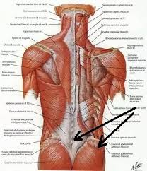 To the left of the vertebral column, there are few organs of the body located within the trunk. How To Tell The Difference Between Bad Lower Back Soreness And Good Lower Back Soreness Quora