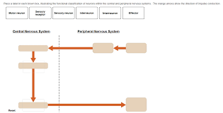 Solved Place A Label In Each Brown Box Illustrating The Chegg Com