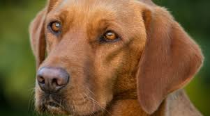 Are they different from black lab and yellow lab? Red Fox Labrador Retrievers Controversy Puppy Cost More