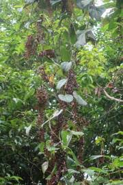 Image result for Dioscorea cotinifolia