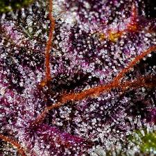 It boasts high levels of thc, big harvests, and phenomenal berry aromas. Blackberry Auto