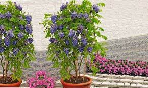 Another native to try is the kentucky wisteria ( wisteria macrostachya). Wisteria Plants 50 Off Groupon Goods
