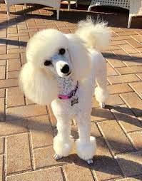 When Are We Going For Our Walkie Jolie April 26 2018 Poodle Haircut Toy Poodle Haircut Poodle Grooming