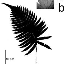 Image result for Christella gueinziana