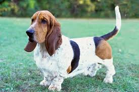 Image result for basset hound