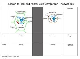 Name the four elements, which form major part of protoplasm. Animal And Plant Cells Identifying Size Shape Major Parts And Function