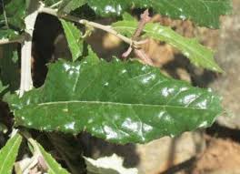 Image result for Brachylaena