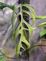 Image result for Laggera gracilis