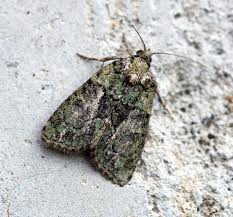 Image result for Cryphia algae