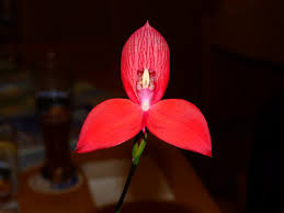 Image result for Disa fragrans