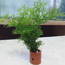 Jenis yang satu ini, merupakan yang keseluruhan tubuhnya harus terendam di dalam air. Tanaman Pakis Air Aquascape Aquarium Water Sprite Eratopteris Thalictroides Shopee Indonesia