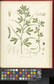Image result for Trigonella foenum-graecum