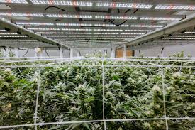 Whether you're a seasoned indoor grow lights. Multi Bar Led Grow Lights