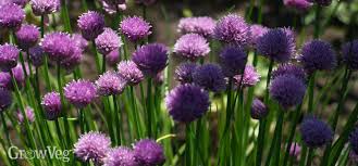 We did not find results for: How To Harvest Chives All Year Round