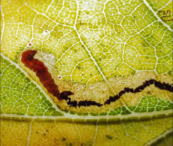 Image result for Stigmella roborella