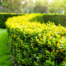 Image result for Duranta erecta