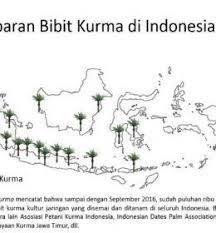 Bibit Tanaman Buah Kurma Tropis Barhee Perbanyakan Kultur Jaringan Sehingga Dijamin Bibit Kurma Betina Bibit Buahku Tropis Sejarah Kurma