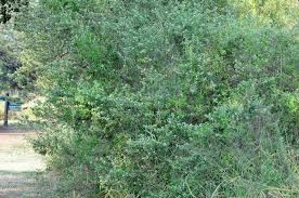 Image result for Lippia woodii