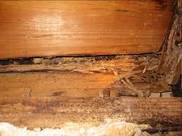 Termite Damage To A Sill Plate Wood Termites Termite Control Termite Damage