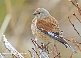 Image result for Lijndenia sp. cf barteri