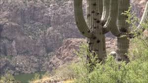 Emergency crews in florida have been working to prevent a catastrophic flood after a leak was found in a more than 300 homes near tampa bay have been evacuated, and a highway near the piney point reservoir has been closed. Salt River Cave Massacre Skeleton Cave Explored Part 2 Of 2 Aquachigger Youtube