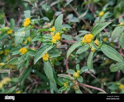 Image result for Flaveria trinervia