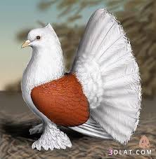 أجمل صور طيور الحمام قرآني نبض حياتي Pigeon Pictures Weird Birds Birds