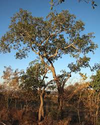 Image result for Ficus persicifolia