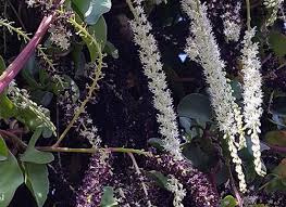 Image result for Basellaceae