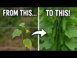 Image result for how to self pollinate cucumbers