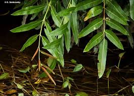 Image result for Acrostichum