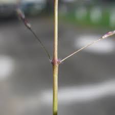 Image result for Bothriochloa bladhii