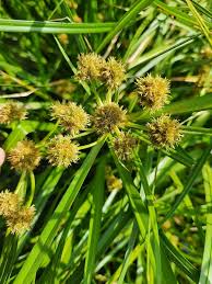 Image result for Oxycaryum